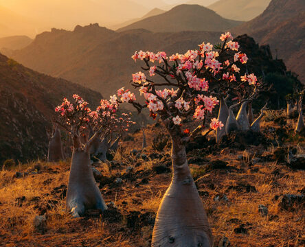 Socotra Dream Journey 4 Days / 3 Nights