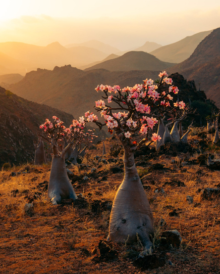 Socotra Dream Journey 4 Days / 3 Nights