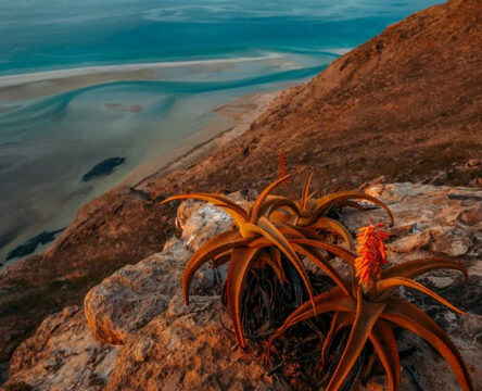 Dream Journey 5 Days / 4 Nights – Socotra Island