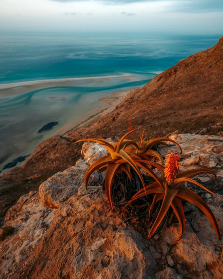 Dream Journey 5 Days / 4 Nights – Socotra Island
