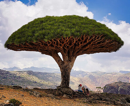 Socotra Island – Dream Journey 7 Nights / 8 Days
