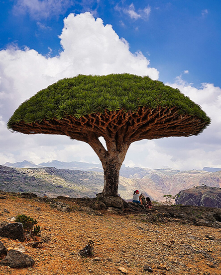 Socotra Island – Dream Journey 7 Nights / 8 Days